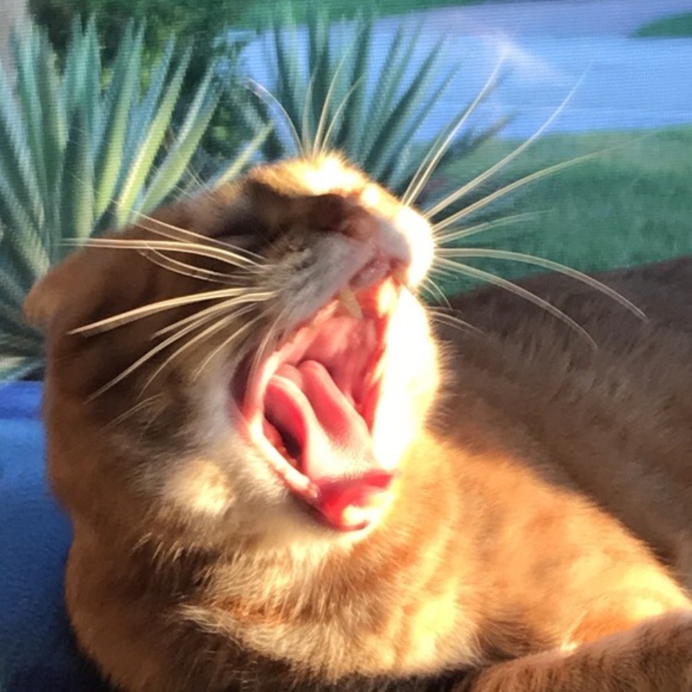 Meet your Posher, Suzy